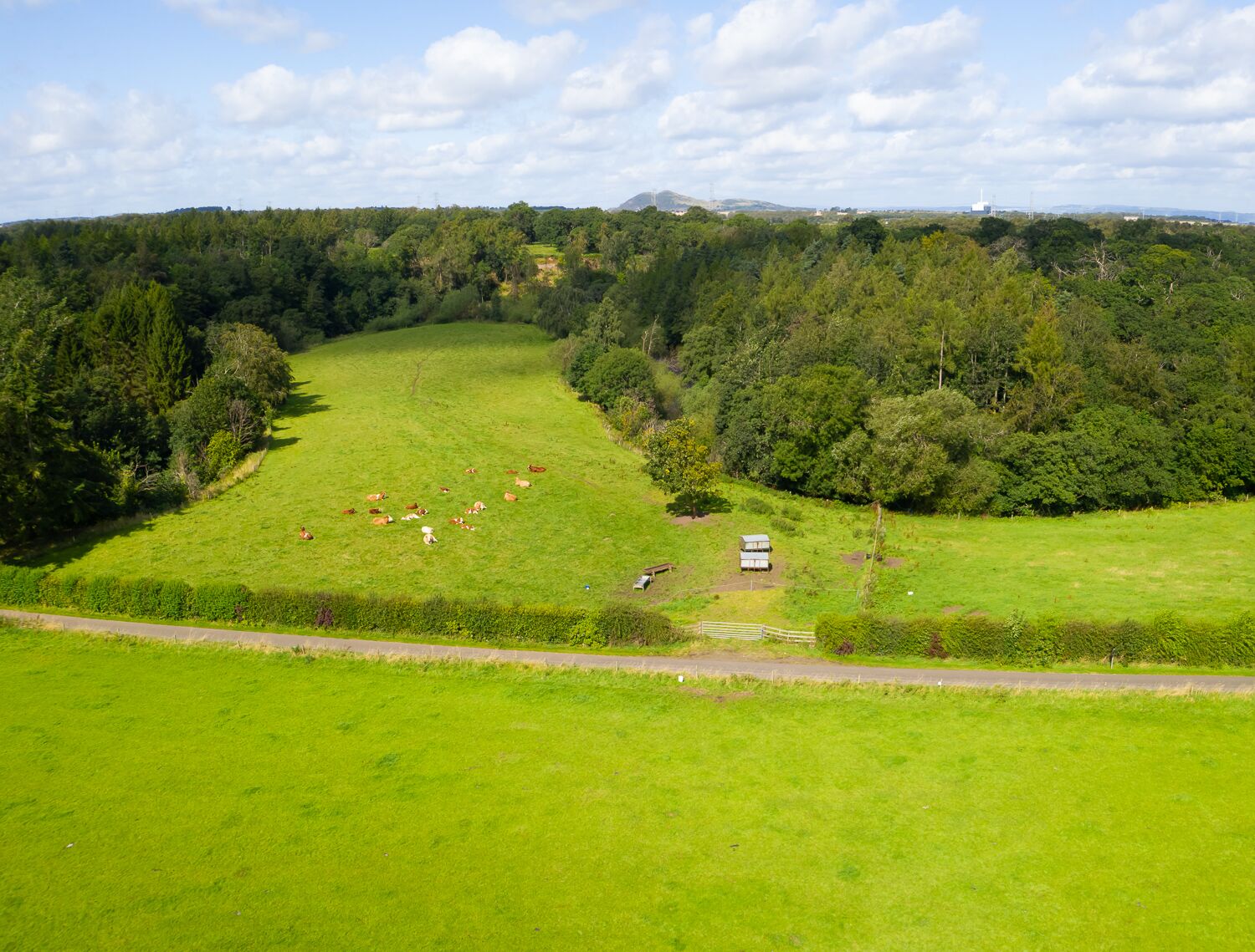 A broad view of cattle grazing in a field bordered by woodland.