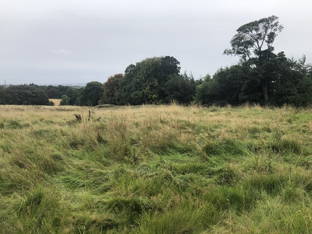 Overgrown grassy field edged by mature trees.