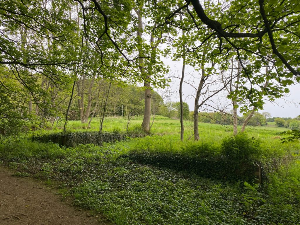 Low ivy-covered concrete and brick remains along a wooded field edge.